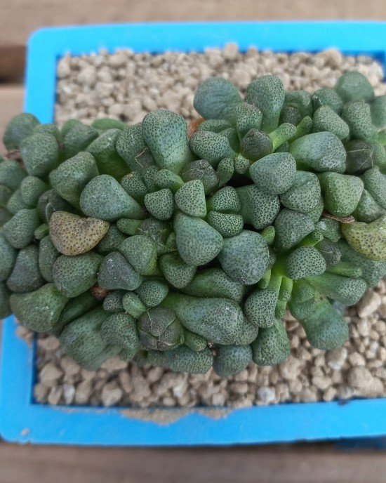 Aloinopsis schooneesii DT4869