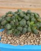 Aloinopsis schooneesii DT4869