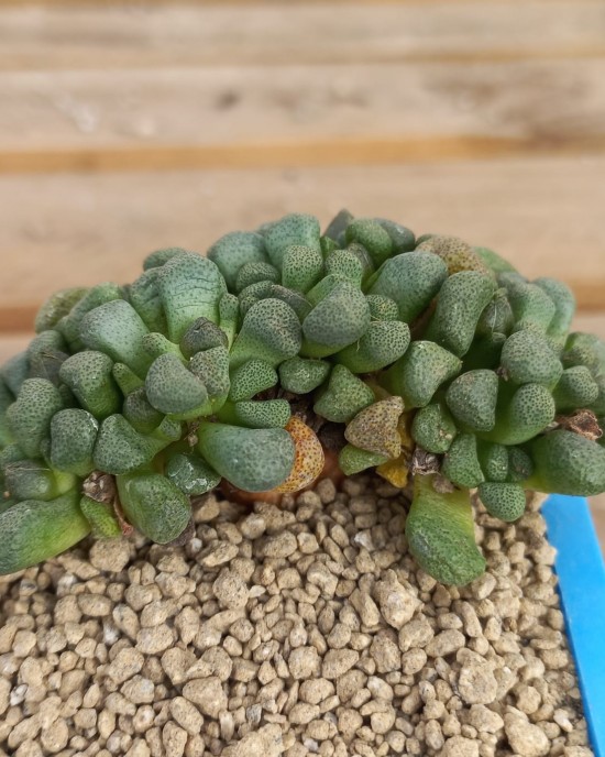 Aloinopsis schooneesii DT4869