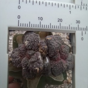 Ariocarpus fissuratus cv. Godzilla