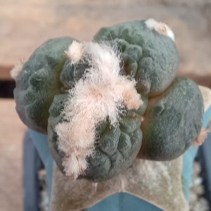 Ariocarpus maruibo cauliflower x godzilla hybrid f. variegata