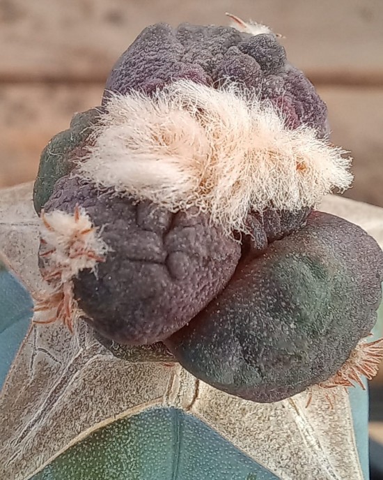 Ariocarpus maruibo cauliflower x godzilla hybrid f. variegata