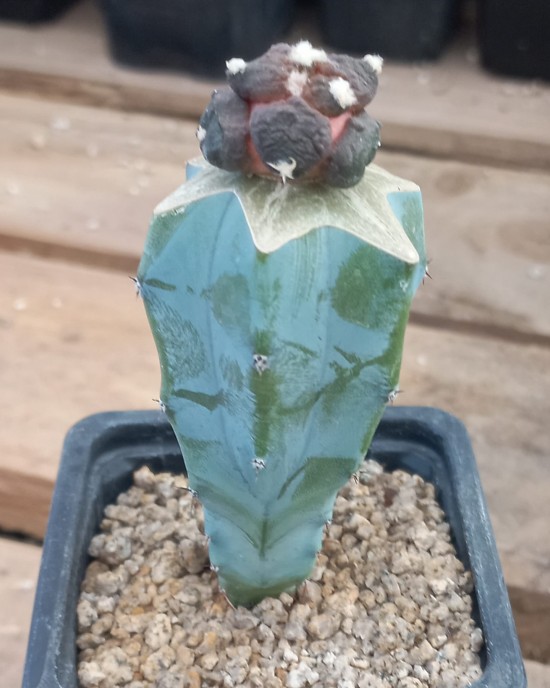 Ariocarpus godzilla hybrid f. x (cauliflower x godzilla)