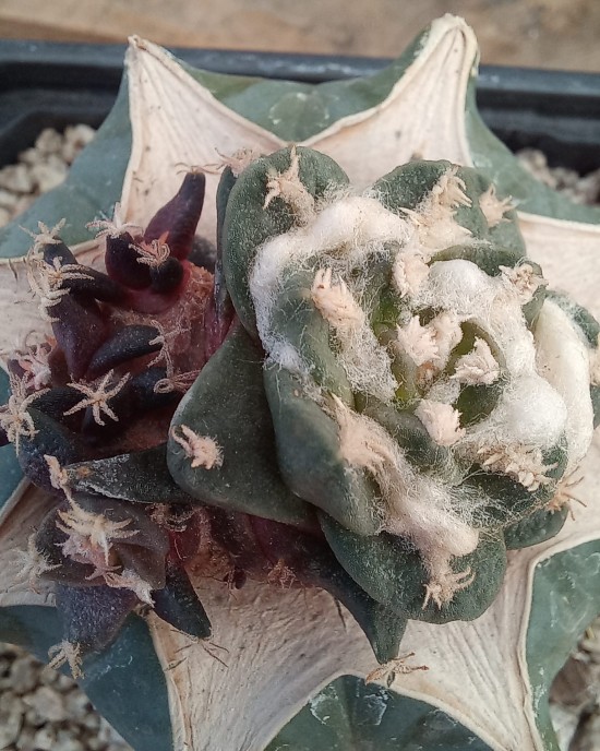 Ariocarpus retusus v. pectinatus 