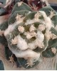 Ariocarpus retusus v. pectinatus 
