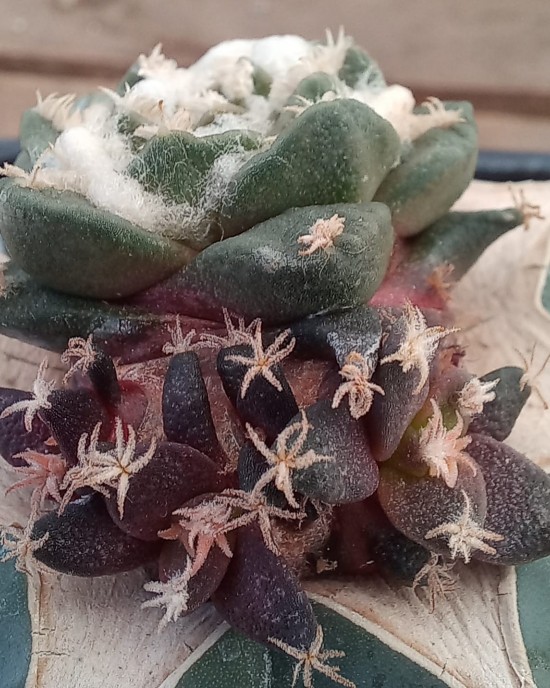 Ariocarpus retusus v. pectinatus 
