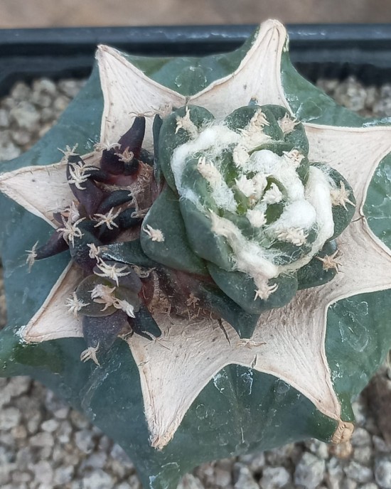 Ariocarpus retusus v. pectinatus 
