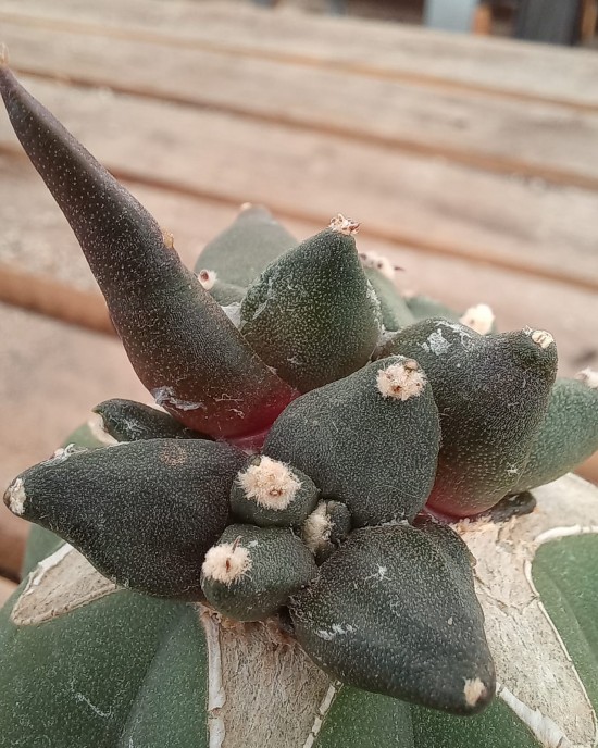 Ariocarpus retusus Cauliflower Thailand