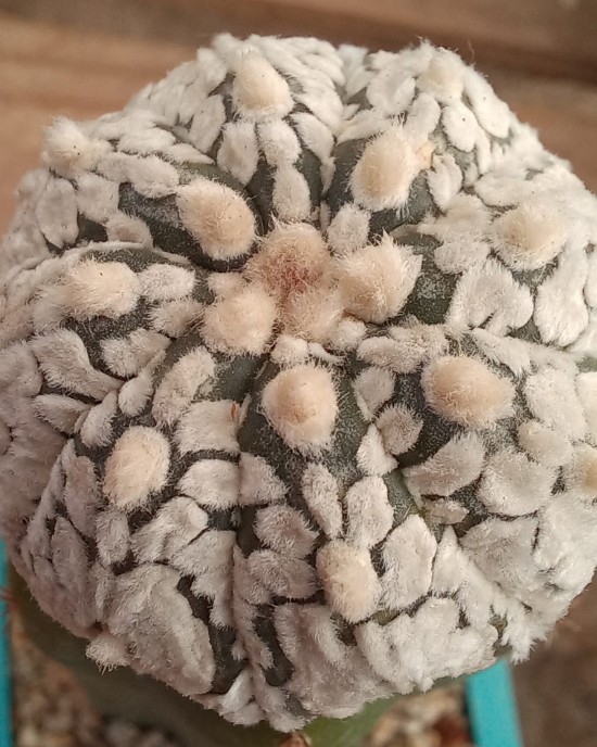 Astrophytum asterias StarShape JAPAN