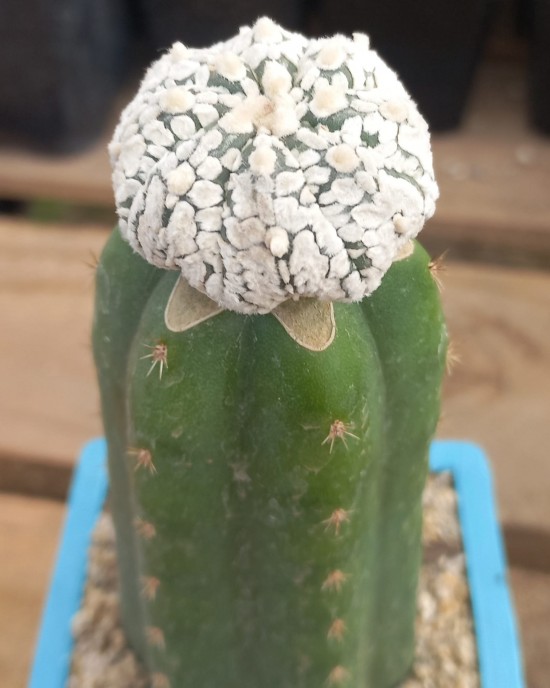 Astrophytum asterias StarShape JAPAN