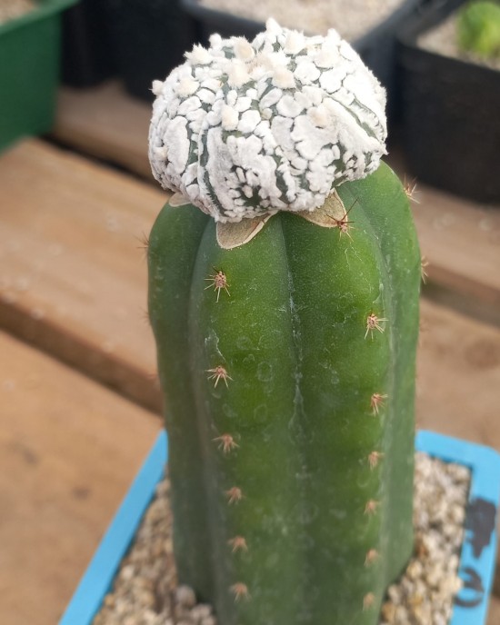 Astrophytum asterias StarShape JAPAN