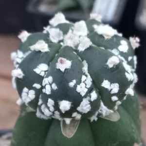 Astrophytum asterias 'Super Kabuto'