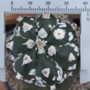 Astrophytum asterias 'Super Kabuto'