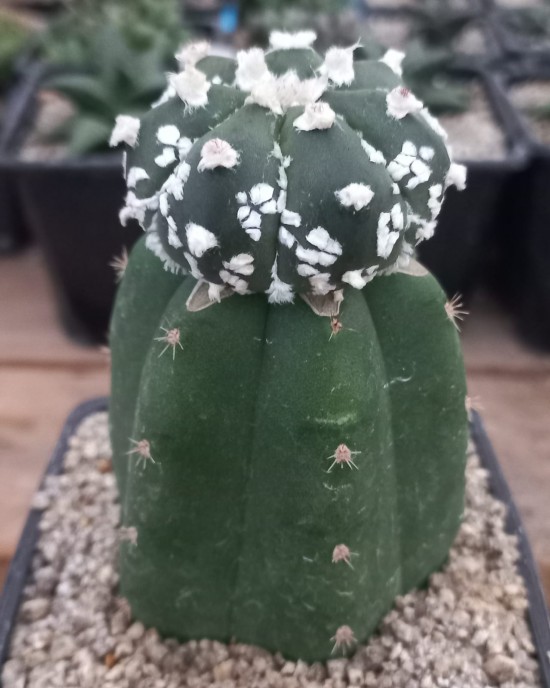 Astrophytum asterias 'Super Kabuto'