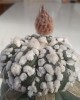 Astrophytum asterias 'Super Kabuto'