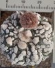 Astrophytum asterias 'Super Kabuto'