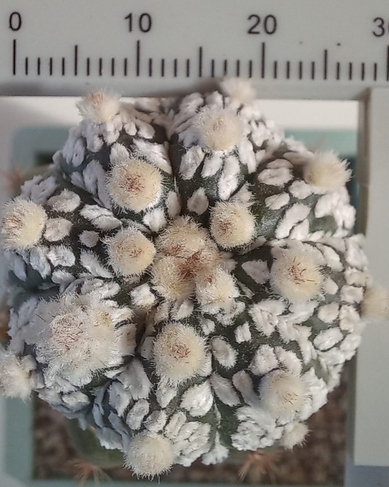 Astrophytum asterias 'Super Kabuto'