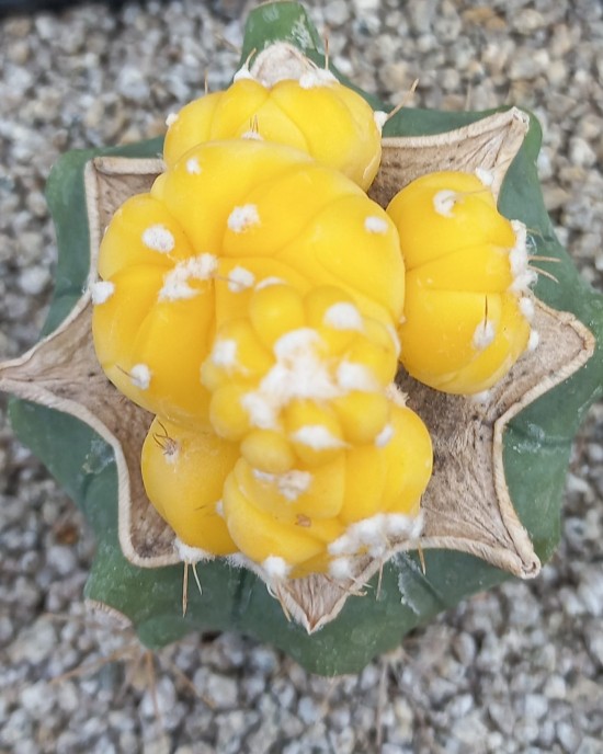 Astrophytum asterias f. aurea