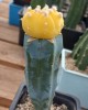 Astrophytum asterias f. aurea