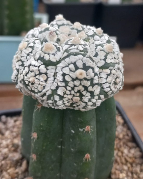 Astrophytum asterias Superkabuto kikko