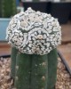 Astrophytum asterias Superkabuto kikko