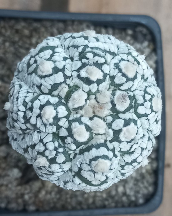 Astrophytum asterias Superkabuto kikko