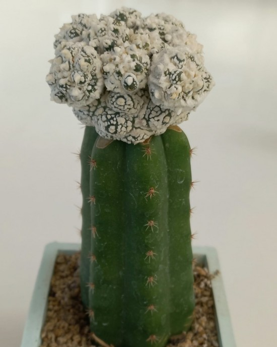 Astrophytum asterias Superkabuto muscle