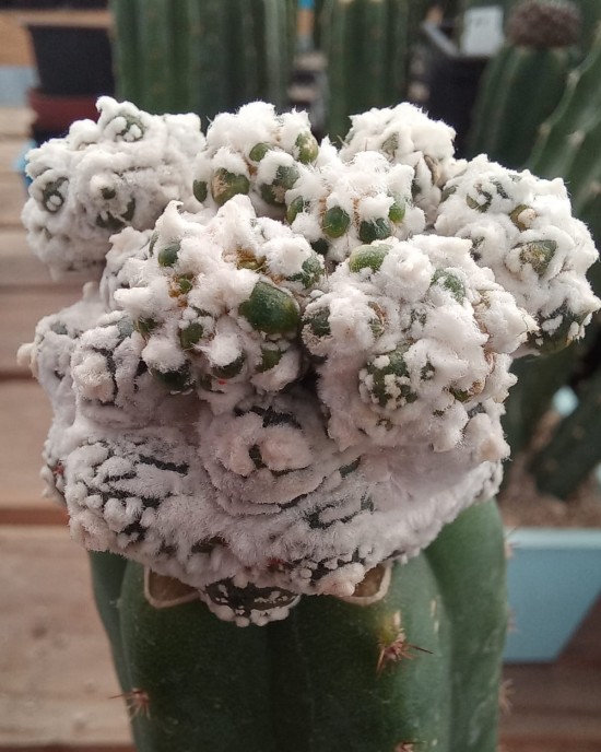 Astrophytum asterias Superkabuto muscle