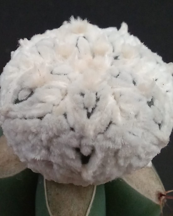 Astrophytum asterias cv Super Kabuto Snow V-type