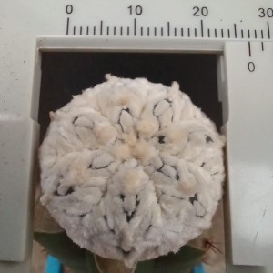 Astrophytum asterias cv Super Kabuto Snow V-type