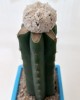 Astrophytum asterias cv Super Kabuto Snow V-type