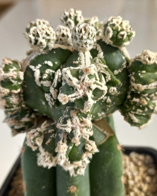 Astrophytum myriostigma Fukuryu Hakuyjo