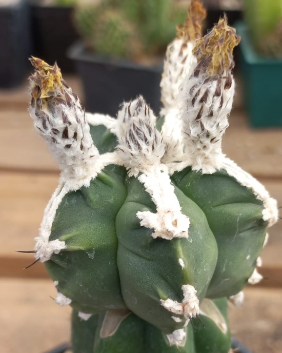 Astrophytum myriostigma cv. Rokkotsu