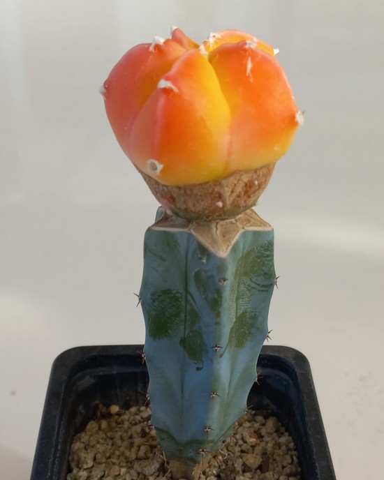 Astrophytum myriostigma kohyo cv. Red