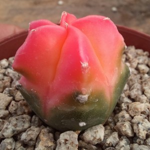 Astrophytum myriostigma kohyo cv. Red