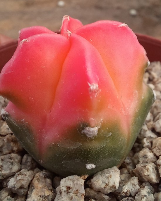 Astrophytum myriostigma kohyo cv. Red