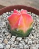 Astrophytum myriostigma kohyo cv. Red