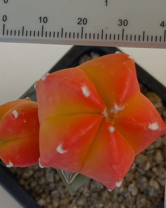 Astrophytum myriostigma kohyo cv. Red