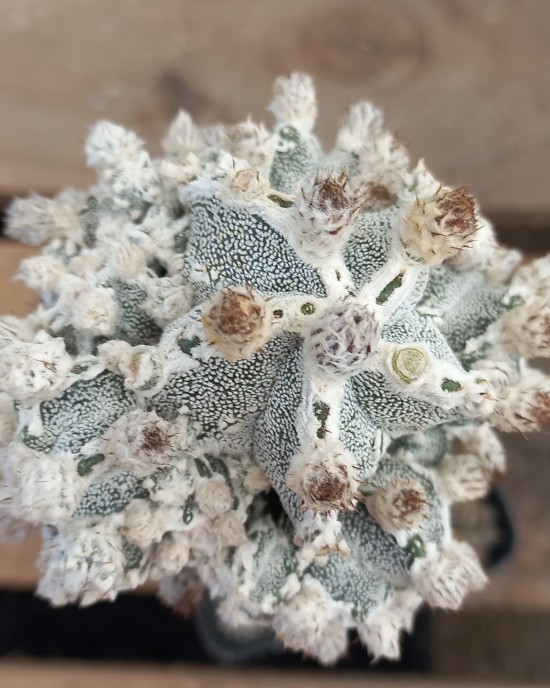 Astrophytum myriostigma Big Hakuyjo Hekiran