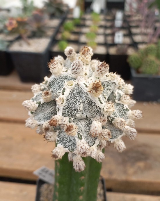 Astrophytum myriostigma Big Hakuyjo Hekiran