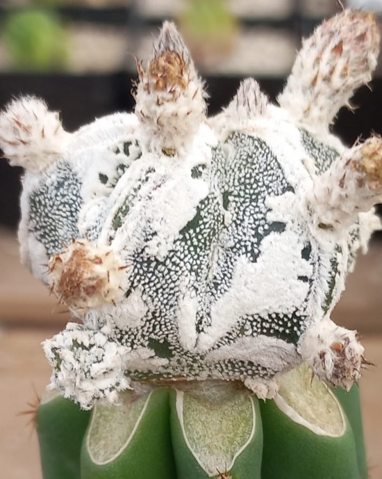 Astrophytum myriostigma Big Hakuyjo Hekiran