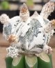 Astrophytum myriostigma Big Hakuyjo Hekiran