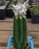 Astrophytum myriostigma Big Hakuyjo Hekiran