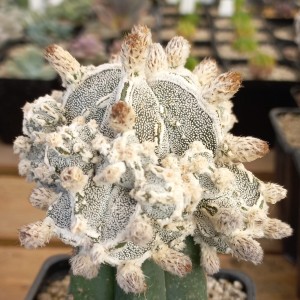 Astrophytum myriostigma Big Hakuyjo Hekiran