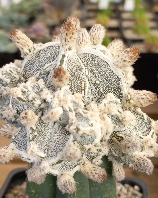 Astrophytum myriostigma Big Hakuyjo Hekiran