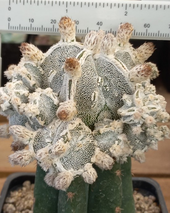 Astrophytum myriostigma Big Hakuyjo Hekiran