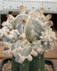 Astrophytum myriostigma Big Hakuyjo Hekiran