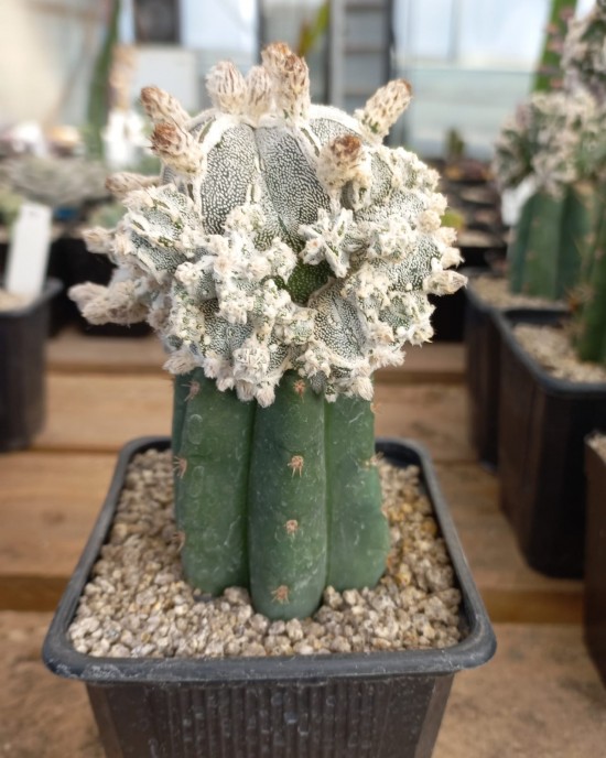 Astrophytum myriostigma Big Hakuyjo Hekiran