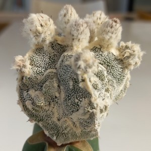 Astrophytum myriostigma Fukuryu White Velvet Variegata