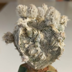 Astrophytum myriostigma Fukuryu White Velvet